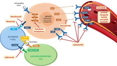 Frontiers | Metastatic Renal Cell Carcinoma Management: From Molecular ...